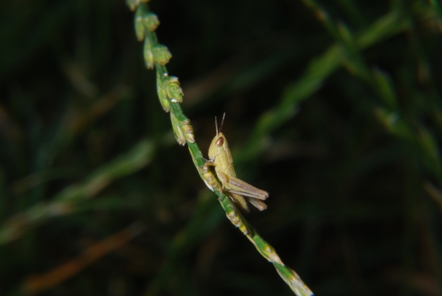 Cavalletta: prob. neanide di Euchorthippus declivus